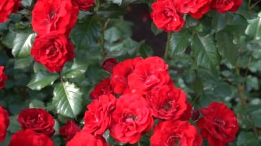 Kırmızı gül bahar parkta flowerbed üzerinde