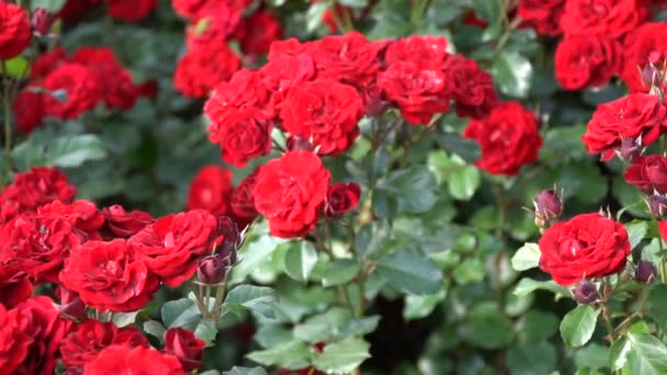 Красные розы на клумбе в весеннем парке — стоковое видео