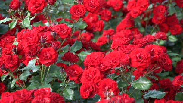 Κόκκινα τριαντάφυλλα σε ένα παρτέρι στο πάρκο άνοιξη — Αρχείο Βίντεο