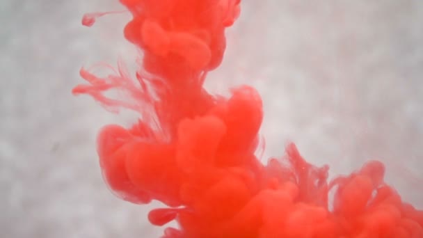 Tinta roja en el agua. Cámara lenta creativa. Sobre un fondo blanco — Vídeo de stock