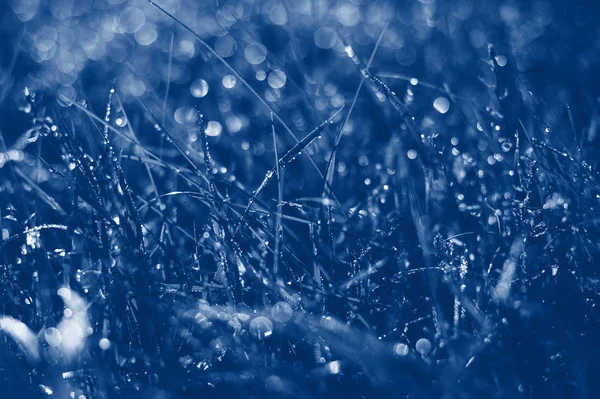 Trendig klassisk blå ton gräs och bokhe dagg i sommar Park. 2020 färg pantone — Stockfoto