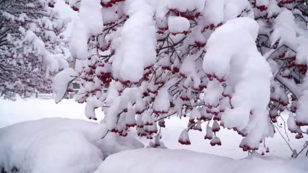 Χειμώνα viburnum δέντρο με κόκκινα μούρα καλύπτονται με χιόνι. χιόνι σε φυλλώδη κλαδιά δέντρων. όμορφο χειμερινό πάρκο τοπίο από κοντά. Κίνηση Video Hd — Αρχείο Βίντεο