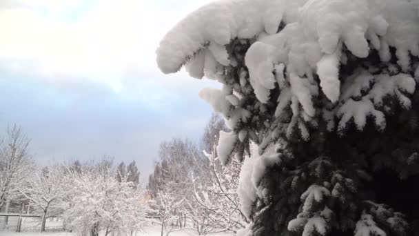 Sapin de Noël enneigé dans le parc d'hiver. Vidéo de mouvement HD — Video