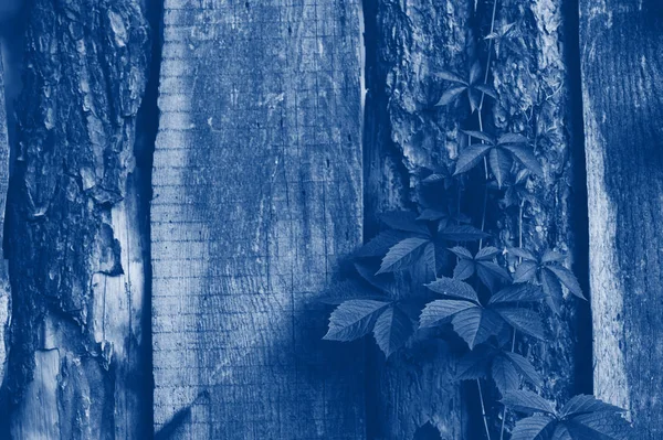 Textuur van oud houten hek met klimplanten. Klassieke blauwe toning trend 2020 kleur — Stockfoto
