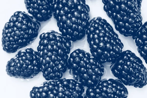 白色背景的新鲜黑莓。 经典蓝色调至2020色 — 图库照片