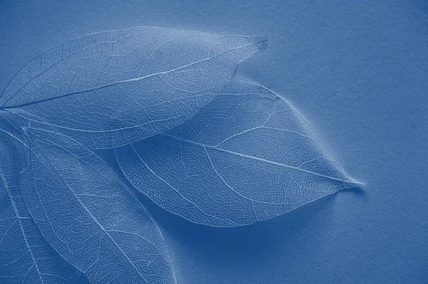 Leaf texture tree background. Classic blue toning trend 2020 color Stock Photo