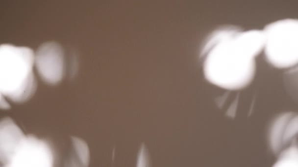 Abstrakcyjny cień liści z wczesnym rankiem światło słoneczne świecące na wewnętrznej białej ścianie, 4k wideo w Prores. Cień liścia na ścianie — Wideo stockowe