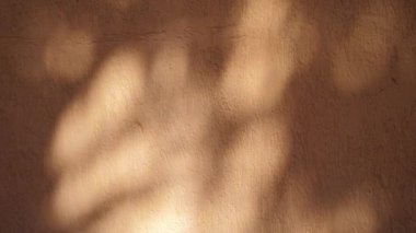 Abstract shadow of leaves from early morning sunlight shining on interior orange wall, 4k video in ProRes. Shadow of leaf on the wall