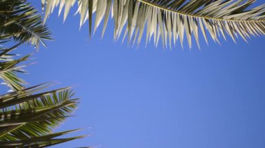 Green palm leaves flutter in wind against background of sunlight and blue of sky. 4k video in ProRes