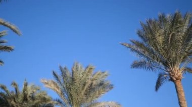 Mavi gökyüzüne karşı palmiye ağaçları. Sahilde palmiye ağaçları. Güzel bir tropikal arka plan manzarası. Güneşli gökyüzünün arka planına karşı palmiye ağaçlarının tepeleri. ProRes 'de 4k video