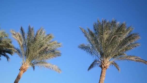 Mavi gökyüzüne karşı palmiye ağaçları. Sahilde palmiye ağaçları. Güzel bir tropikal arka plan manzarası. Güneşli gökyüzünün arka planına karşı palmiye ağaçlarının tepeleri. ProRes 'de 4k video — Stok video