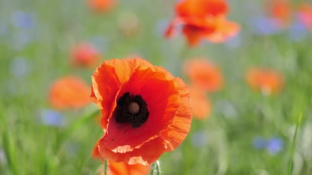 Amapolas rojas en un campo de amapola con hierba verde en el prado — Vídeo de stock