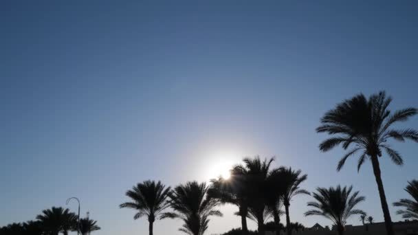 Palmen gegen den Himmel. Abends mit Sonnenstrahlen in der Kamera. 4k-Video 3840x2160 mit Platz für Ihren Text — Stockvideo