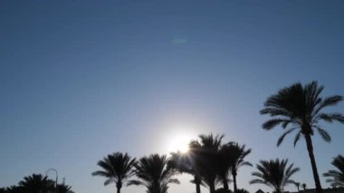 Palm trees against the sky. Evening time with sun rays in camera. 4k video 3840x2160 with place for your text