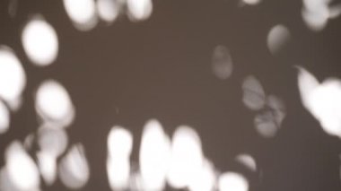 Abstract shadow of leaves from early morning sunlight shining on white wall, 4k video 3840x2160 in ProRes. Shadow of leaf on the wall