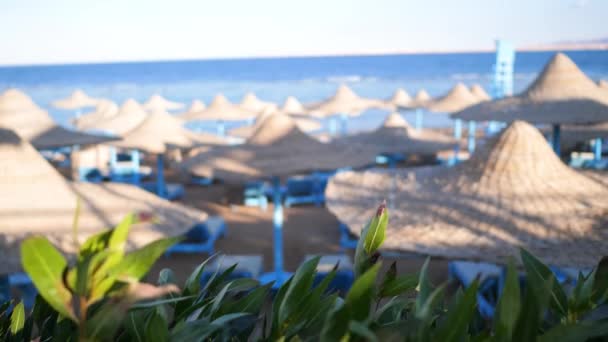 Єгипет, пляж з парасолями на Червоному морі біля Коралового рифу. Входить до складу Червоного моря. Роккі-Біч у бухті. Берегова лінія з кораловими рифами і хвилями. Панорамний вид — стокове відео