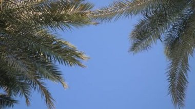 Green palm leaves flutter in wind against background of sunlight and blue of sky. Place for your text. 4k video in ProRes 3840x2160