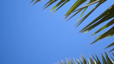 Green palm leaves flutter in wind against background of sunlight and blue of sky. Place for your text. 4k video in ProRes 3840x2160