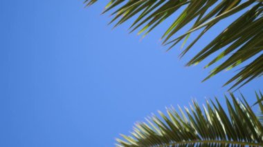 Green palm leaves flutter in wind against background of sunlight and blue of sky. Place for your text. 4k video in ProRes 3840x2160