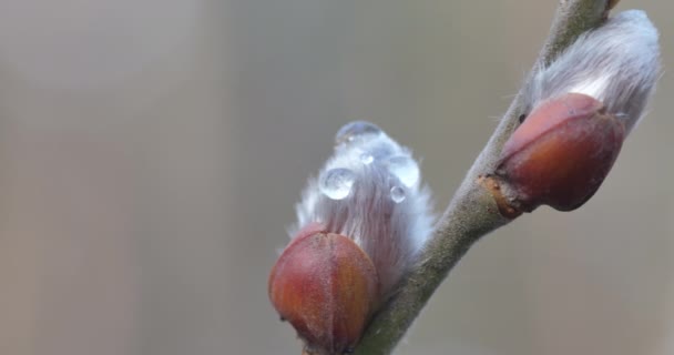 Macro árvore com botões fofos de abertura. Flores de salgueiro de primavera florescendo close-up. Primavera natureza Páscoa flores na cor de fundo 4K vídeo câmera lenta — Vídeo de Stock