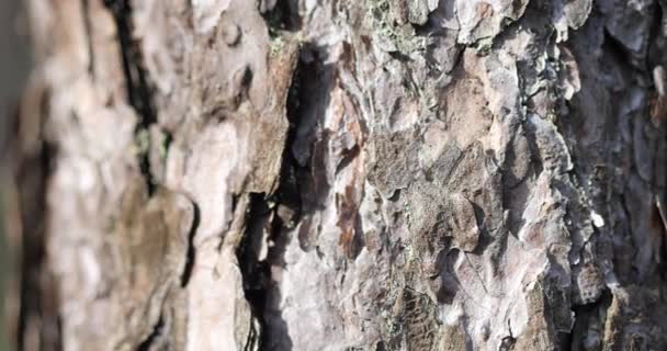 Textuur van dennenboomschors op de stam in het bos. Seaside Pine Bark close-up. Prachtig uitzicht op de schors van dennenbomen op zonnige dag. Motie 4k video 4096x2160 — Stockvideo