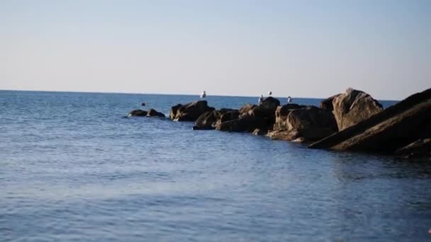 Чайки на камнях в море. Прекрасные чайки на камнях посреди моря. — стоковое видео
