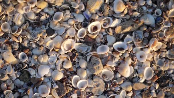 Textura de fondo de pequeñas conchas marinas en la playa. Vídeo Full HD 1920x1080 movimiento — Vídeo de stock