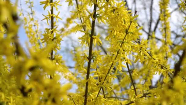 フォルシチアの茂みは黄色い花を咲かせた 晴れた春の日 茂みは黄色い花を咲かせ始めました 日光の下で美しい茂み — ストック動画