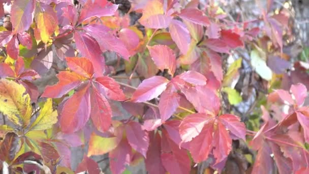 Outono Folhas Verdes Vermelhas Amarelas Nas Árvores Vento Queda Sopra — Vídeo de Stock