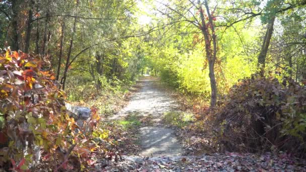 秋の公園の古いアスファルトの道路に落ちた葉 季節のコンセプト スローモーション4Kビデオ — ストック動画