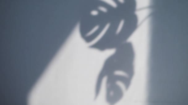 Abstrakcyjny Cień Liści Potworów Ścianie Poranne Światło Słoneczne Świecące Wnętrze — Wideo stockowe