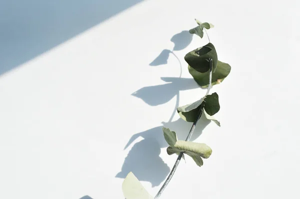 Hojas Verdes Eucalipto Seco Rama Sombras Sobre Fondo Claro Plano — Foto de Stock