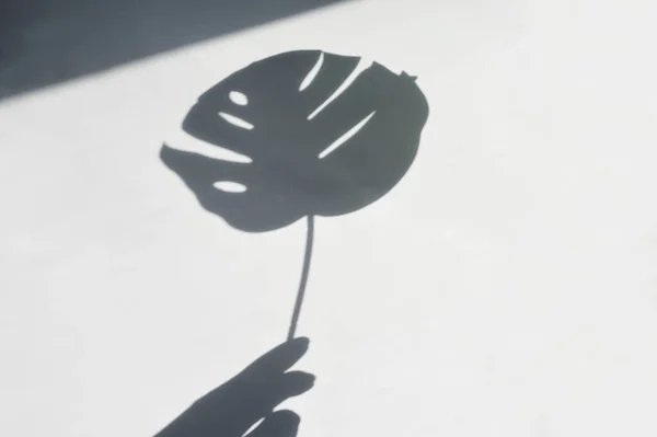 Schatten Des Tropischen Blattes Der Hand Der Weißen Wand Große — Stockfoto