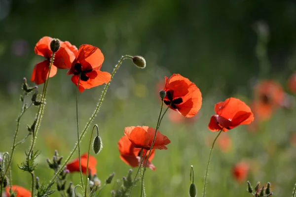 Campo Amapola Crimea — Foto de Stock