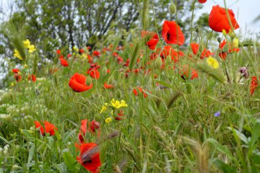 Haşhaş alan Kırım '. Kırmızı çiçekler. Yaz manzara