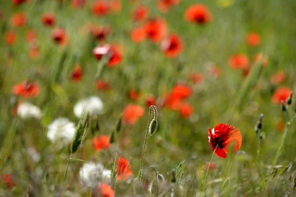 Haşhaş Alan Kırım Kırmızı Çiçekler Yaz Manzara — Stok fotoğraf