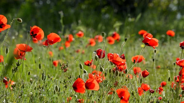 Campo Amapola Crimea Flores Rojas Paisaje Verano — Foto de Stock