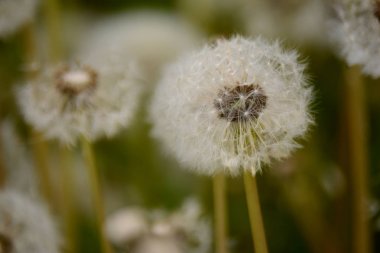 Dandelions alanında. Yaz çiçek. Bahar çiçekleri.