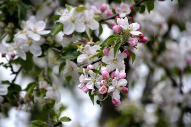 Bahçede bahar çiçek. Çiçekler açar