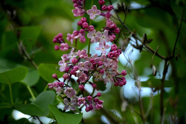 庭のライラックの花 春の花 — ストック写真