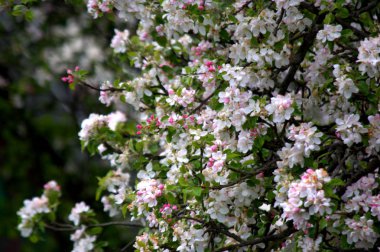 Bahçede bahar çiçek. Floom çiçek