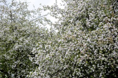 Bahçede bahar çiçek. Floom çiçek