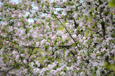 Bahçede bahar çiçek. Floom çiçek