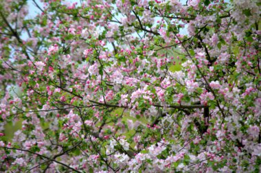 Bahçede bahar çiçek. Floom çiçek