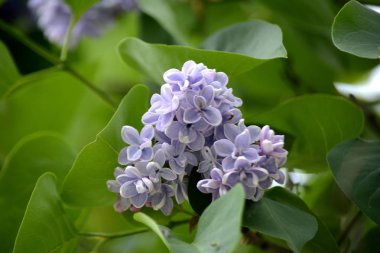 Leylak çiçeği bahçe. Bahar çiçekleri