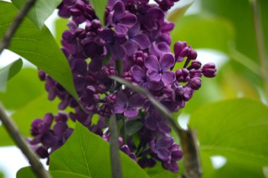 Leylak çiçeği bahçe. Bahar çiçekleri