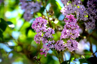 Leylak çiçeği bahçe. Bahar çiçekleri