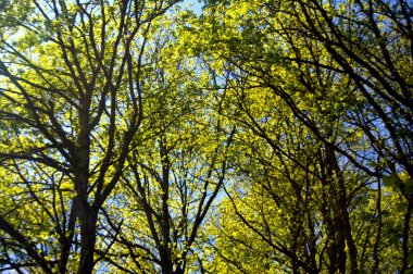 Yeşil ağaçlar. Bahar. Güneş ışığı altında bir ağaç yapraklar
