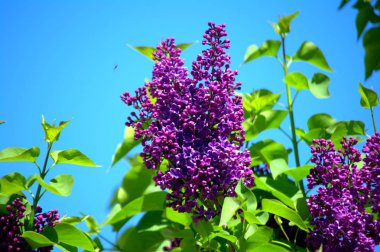 Leylak çiçeği bahçe. Bahar çiçekleri