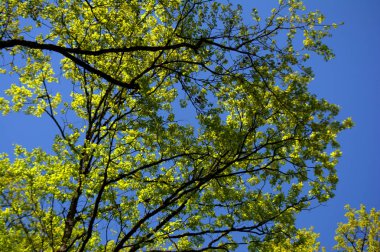 Yeşil ağaçlar. Bahar. Güneş ışığı altında bir ağaç yapraklar